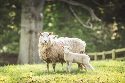 Buy our local grass-fed lamb, grazed on Bredon Hill