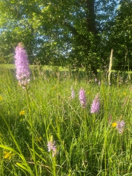 Open Farm Sunday 11th June 2023